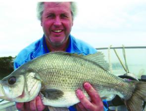 Bryan Walsh about to return a thumping 56cm estuary perch.